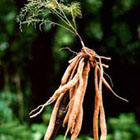 asparagus extract