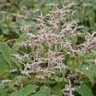 epimedium