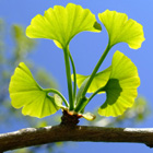 gingko biloba