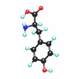 l-tyrosine amino acids