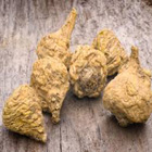 maca