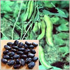 mucuna pruriens